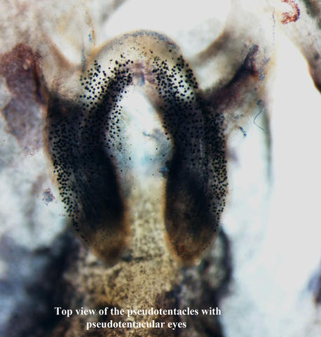pseudobiceros_periculosus_whole_mount_pseudotentacles_0.jpg
